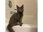 Stormy, Domestic Mediumhair For Adoption In Toms River, New Jersey