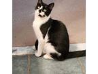 Spicy, Domestic Shorthair For Adoption In Toms River, New Jersey