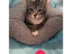 Jackie Frost, Domestic Shorthair For Adoption In Toms River, New Jersey