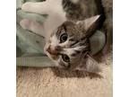 Dingaling, Domestic Shorthair For Adoption In Toms River, New Jersey