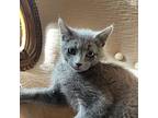 Frogger, Domestic Shorthair For Adoption In Toms River, New Jersey