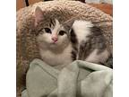 Gub Gub, Domestic Shorthair For Adoption In Toms River, New Jersey