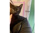 Onyx (morticia), Bombay For Adoption In Manteca, California