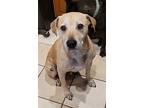 Charlie, Labrador Retriever For Adoption In Chiefland, Florida