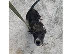 Lord Anthony (bridgerton Crew), Terrier (unknown Type, Small) For Adoption In