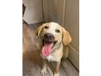 Adopt Rocco a Hound, Great Pyrenees
