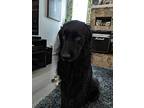 Wilson, Flat-coated Retriever For Adoption In Kelowna, British Columbia