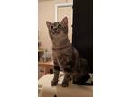 Ersa (with Foster), Domestic Shorthair For Adoption In Kalamazoo, Michigan