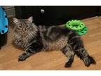 Emile (with Foster), Domestic Longhair For Adoption In Kalamazoo, Michigan