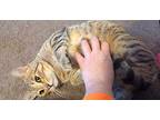 Sully (ask To Meet Me!), Domestic Shorthair For Adoption In Kalamazoo, Michigan