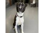 Adopt Domino a American Staffordshire Terrier, Mixed Breed