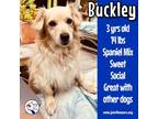 Adopt Buckley a Spaniel, Dachshund