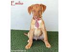 Emilio, Labrador Retriever For Adoption In San Diego, California