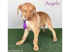 Angelo, Labrador Retriever For Adoption In San Diego, California