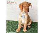 Mateo, Labrador Retriever For Adoption In San Diego, California