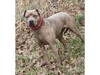 Stella (spayed), American Pit Bull Terrier For Adoption In Marietta, Ohio