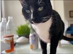 Sally: Courtesy Post, Domestic Shorthair For Adoption In New York, New York