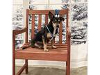 Mackinaw 13.2 Pounds, Terrier (unknown Type, Medium) For Adoption In Marlton