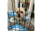 Steve, Silky Terrier For Adoption In Encino, California