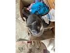 Blue, Domestic Shorthair For Adoption In Van Nuys, California