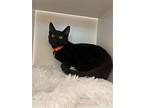 Midnight, Domestic Shorthair For Adoption In Van Nuys, California