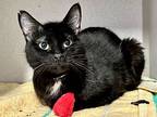 Boots, Domestic Shorthair For Adoption In New York, New York
