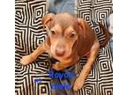 Royce, Labrador Retriever For Adoption In Calexico, California
