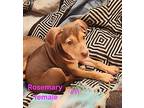 Rosemary, Labrador Retriever For Adoption In Calexico, California
