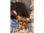 Ryker, Doberman Pinscher For Adoption In Calexico, California