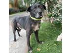 Scotty, Labrador Retriever For Adoption In Corona, California