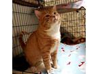 Perry, Domestic Shorthair For Adoption In Lombard, Illinois