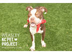 Weasley, American Pit Bull Terrier For Adoption In Kansas City, Missouri