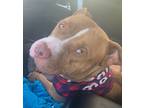 Torpedo, American Pit Bull Terrier For Adoption In Kansas City, Missouri