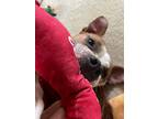 Roux, American Pit Bull Terrier For Adoption In Kansas City, Missouri