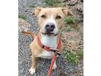 Molly, American Pit Bull Terrier For Adoption In Lakeside, Arizona