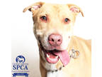 Rocky, American Pit Bull Terrier For Adoption In Fresno, California