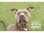 Gnome, American Pit Bull Terrier For Adoption In Kansas City, Missouri
