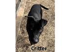 Critter, Staffordshire Bull Terrier For Adoption In Mountain View, Arkansas