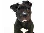 Adopt Easy (Calm & Gentle Puppy) a American Staffordshire Terrier