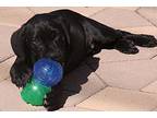 Onyx, Labrador Retriever For Adoption In Torrance, California