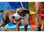 Skyla, Terrier (unknown Type, Medium) For Adoption In Abbeville, Louisiana