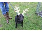 Bubbles, Labrador Retriever For Adoption In Abbeville, Louisiana