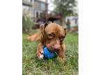 Chorizo, American Pit Bull Terrier For Adoption In Kansas City, Missouri