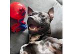 Nikki, American Pit Bull Terrier For Adoption In Kansas City, Missouri