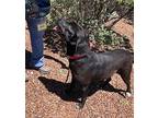 Shawnee, Labrador Retriever For Adoption In Cottonwood, Arizona