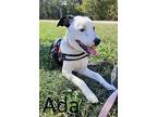 Ada, Bull Terrier For Adoption In Mountain View, Arkansas