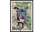 Brody, Labrador Retriever For Adoption In Deland, Florida