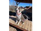 Baldor, American Staffordshire Terrier For Adoption In Cottonwood, Arizona