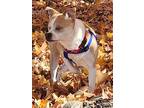 Gizmo, Boston Terrier For Adoption In Bridgeton, Missouri