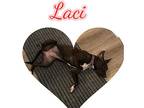 Laci, Labrador Retriever For Adoption In Deland, Florida